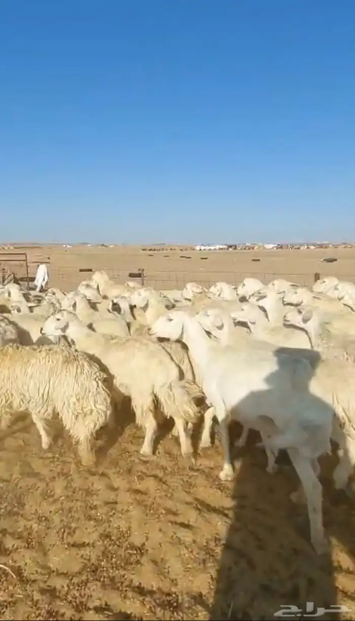 غنم حريات حرش دفيع للبيع 0