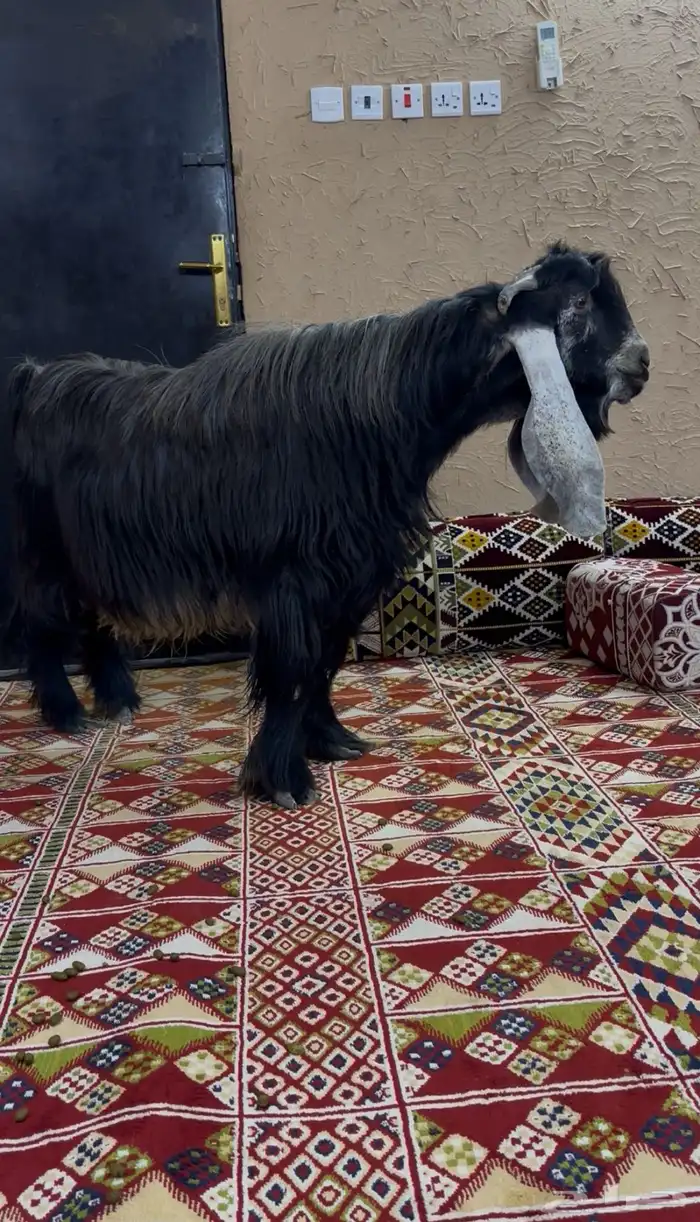 تيس عارضي خصم 2