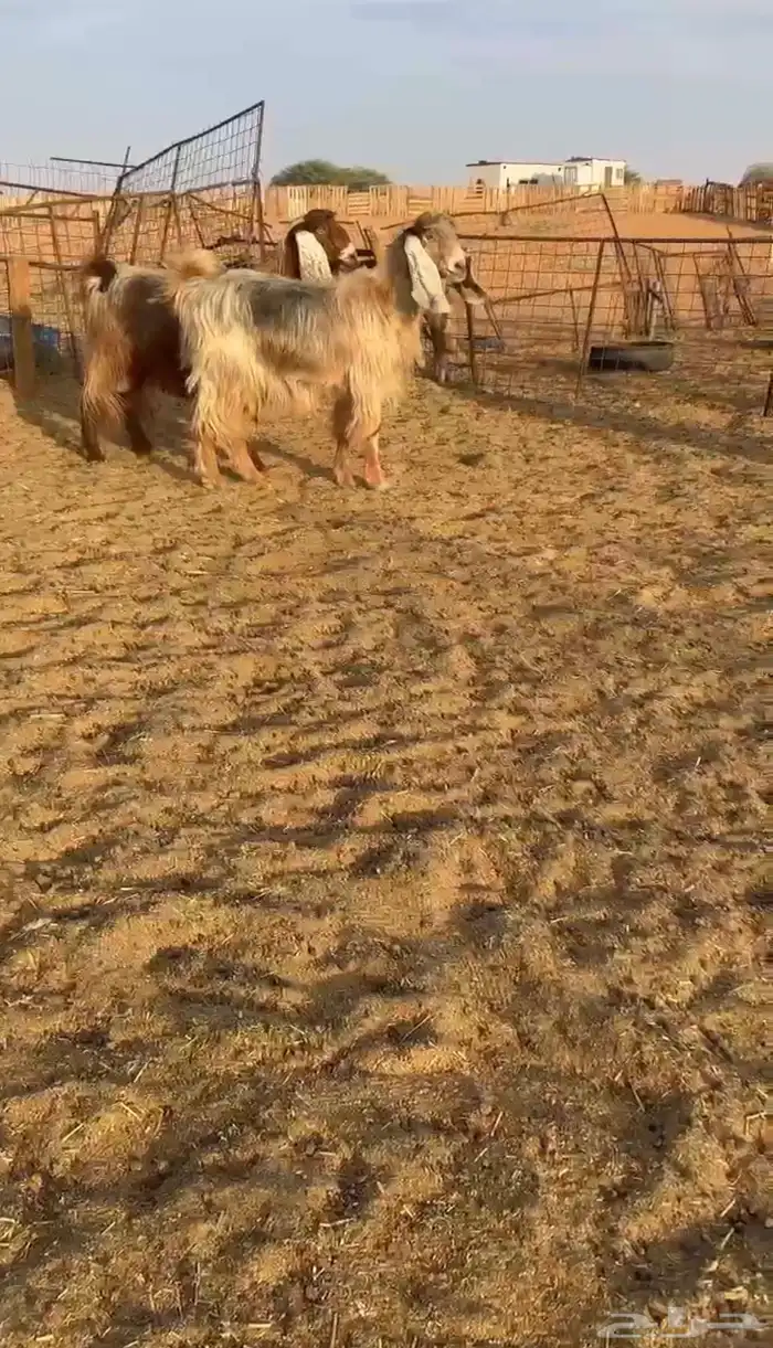 ماعز عوارض 0