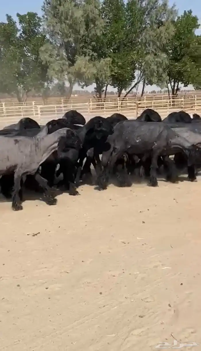 غنم عرب طيبه 4