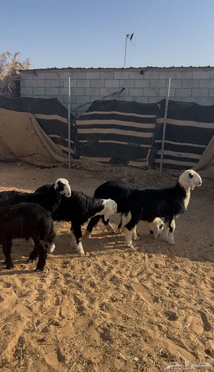 طليان نجد ( تم البيع ) 1