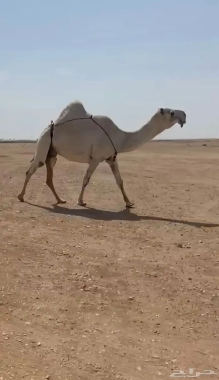 للبيع ناقه كفو 0