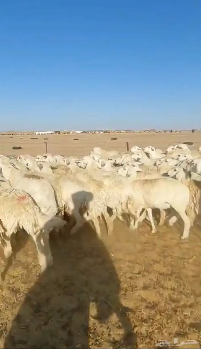 غنم حريات حرش دفيع للبيع 6