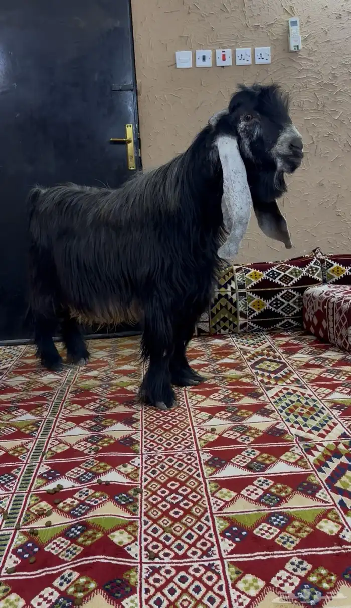 تيس عارضي خصم 3