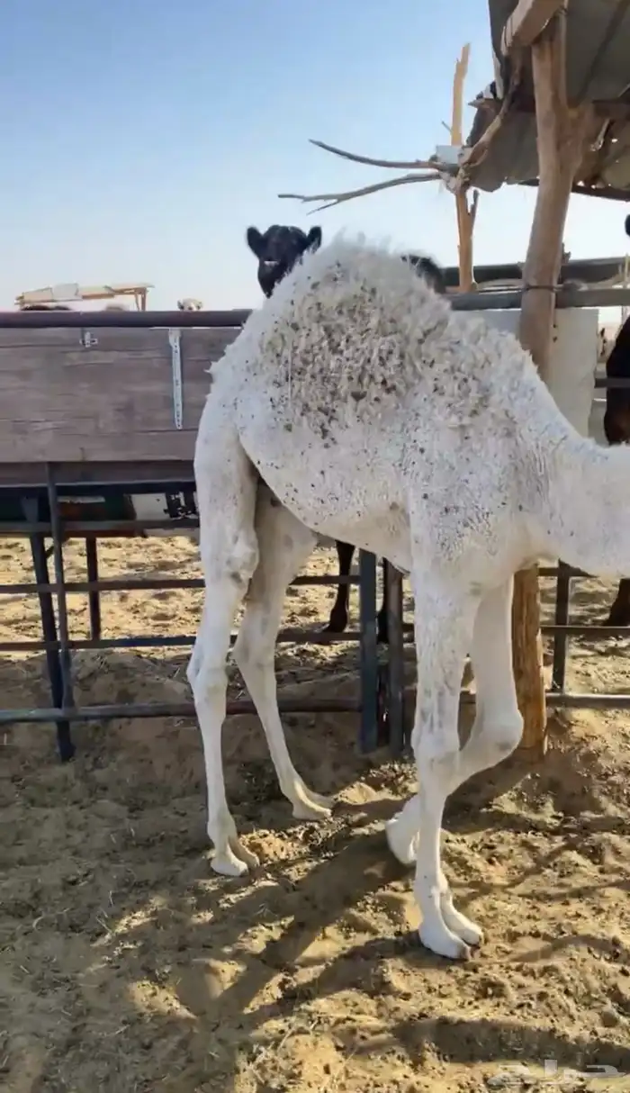 قعود للبيع 1