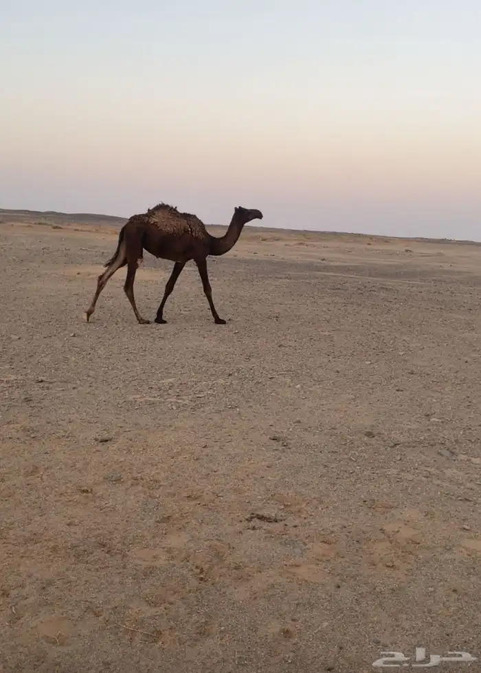 للبيع بكرره حقه سليمه من جميع العذاريب 0