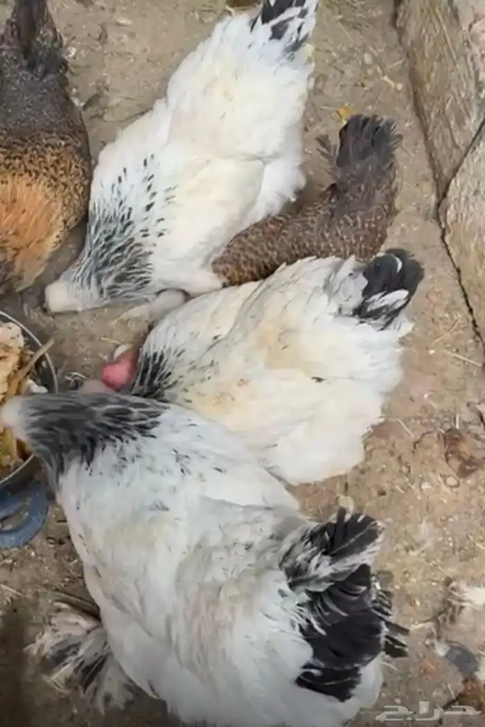 دجاج براهما 1