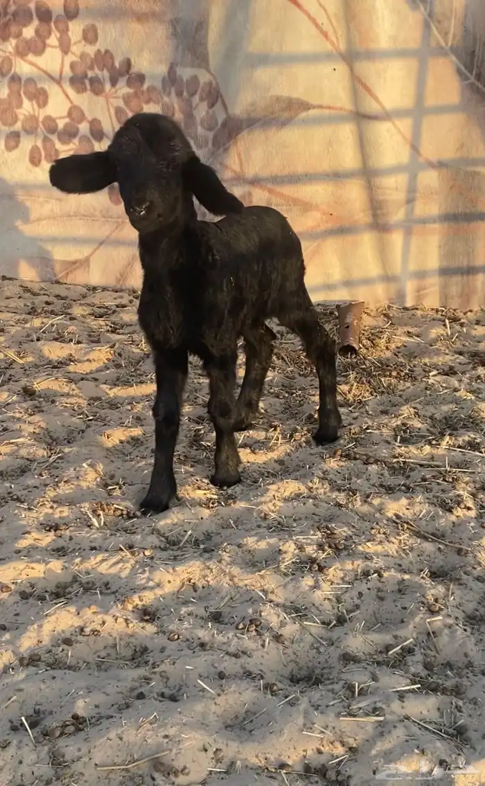 داغور للبيع 0