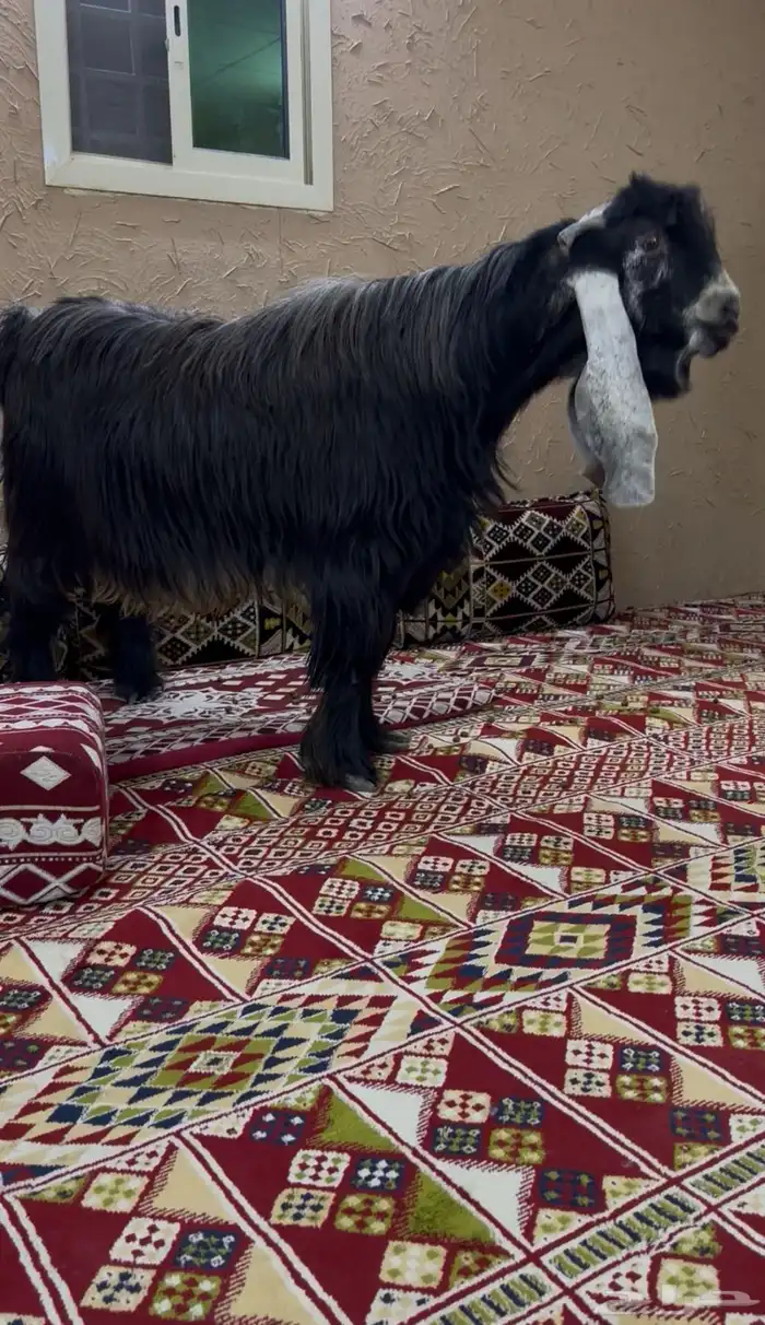 تيس عارضي خصم 0