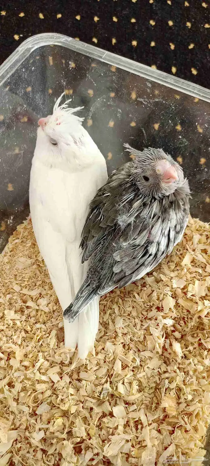 فروخ كروان هولندي 7