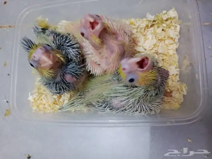 ماشاء الله تبارك الله طيور كروان للبيع العمر 20 يوم 3