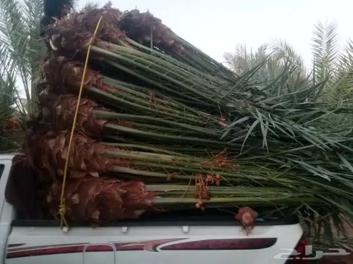 السلام عليكم ورحمه الله وبركاته عندنا نخل طيب متواجد في مكه 3