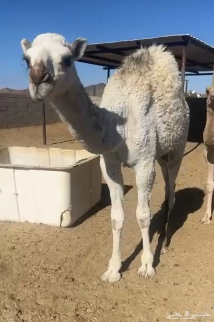 بكرة للبيع 3