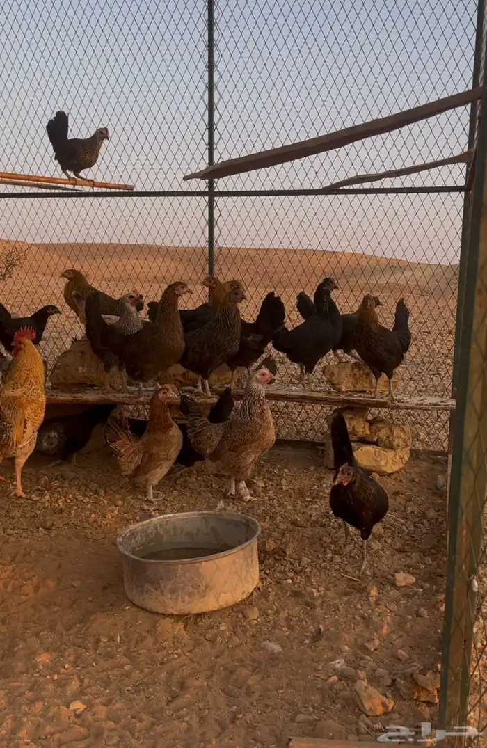 للبيع دجاج بلدي بياض شرط 1