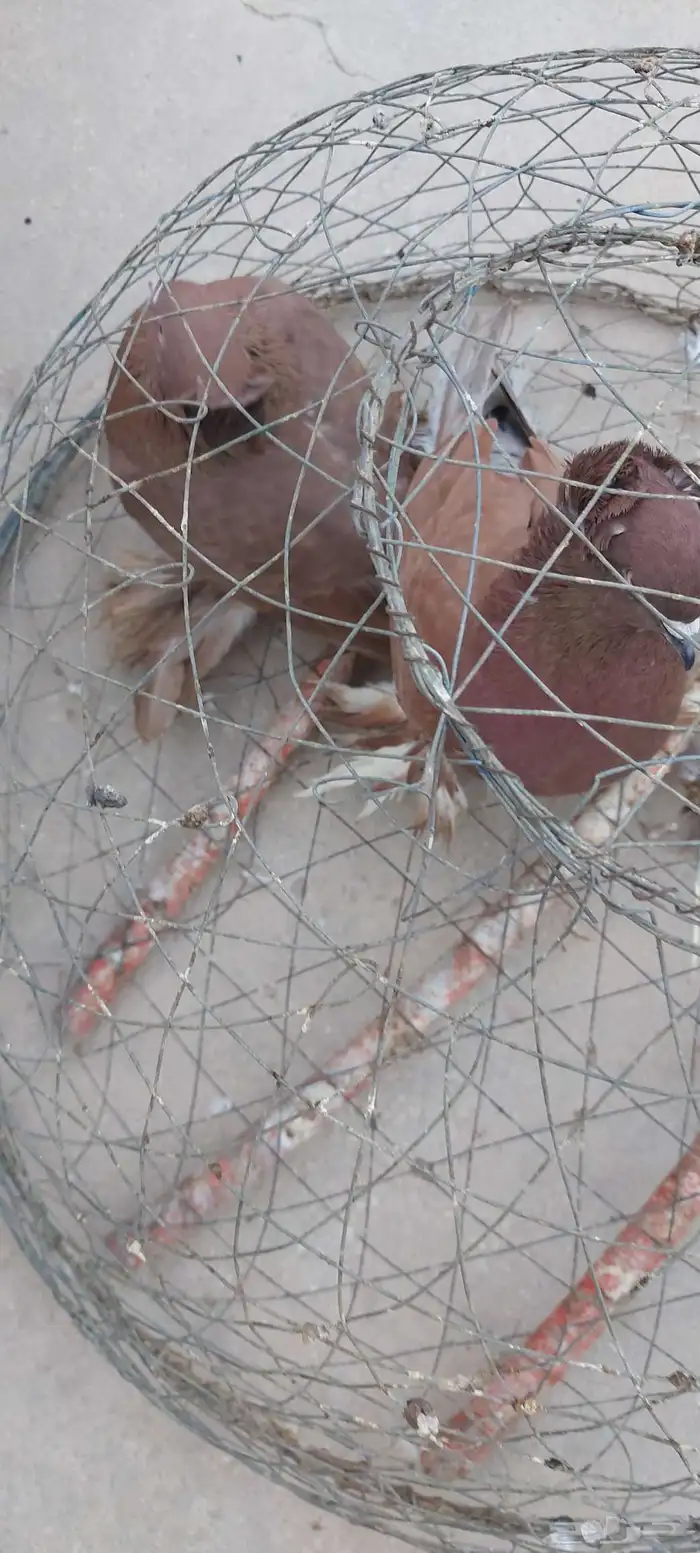 حمام مسرول احمر .الصحه ممتازه 1