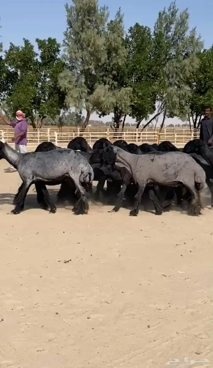 غنم عرب طيبه 0