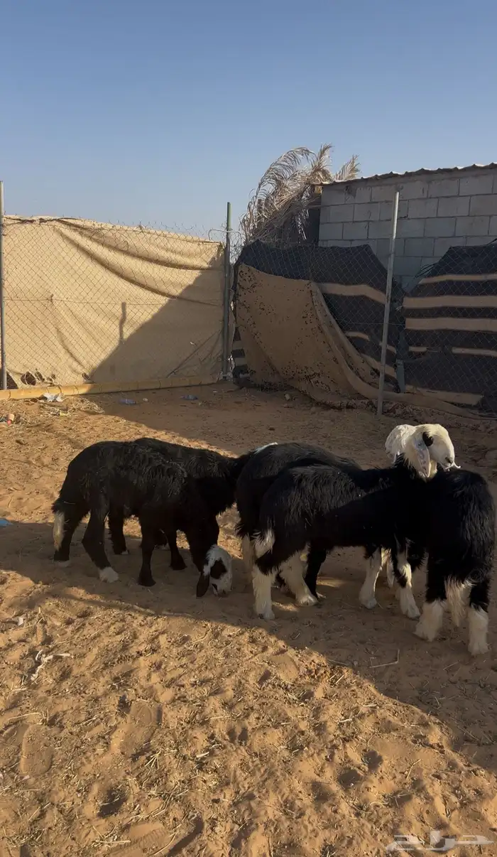 طليان نجد ( تم البيع ) 2