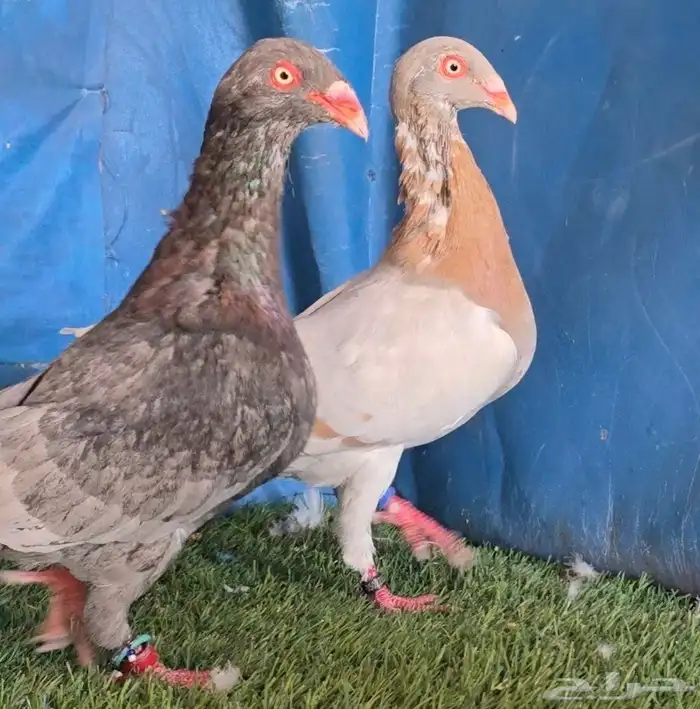 جوز دنش تووب التوب 1