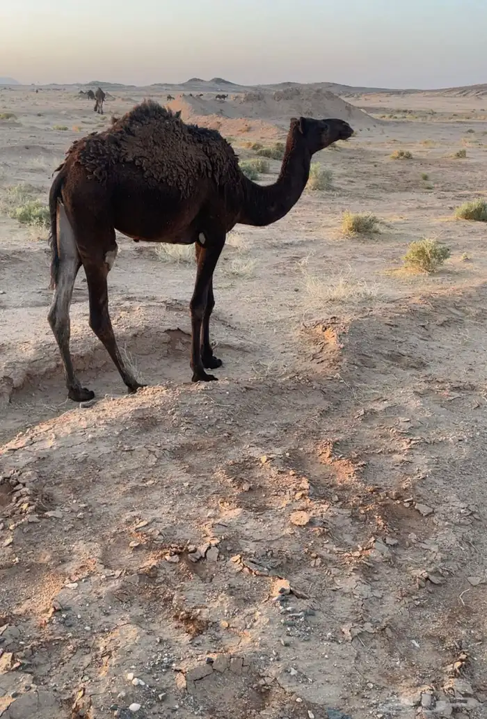 للبيع بكرره حقه سليمه من جميع العذاريب 1