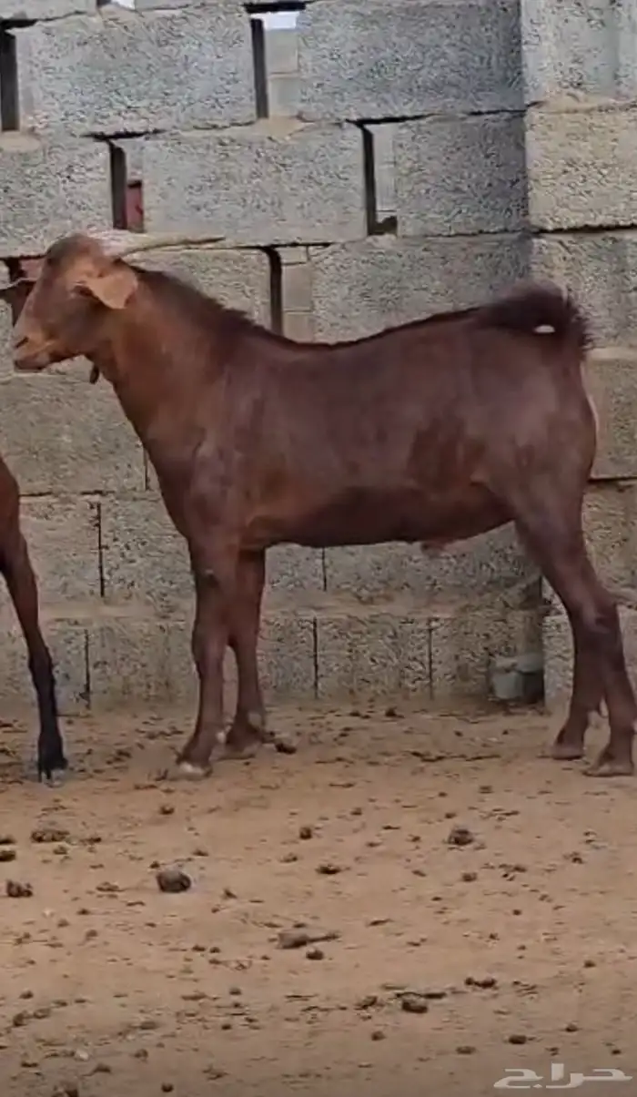 تيس ادهم فاخر 2