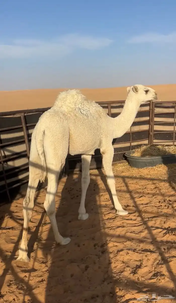 بكره صيفيه رمانيه امها طيبه وابوها طيب 0