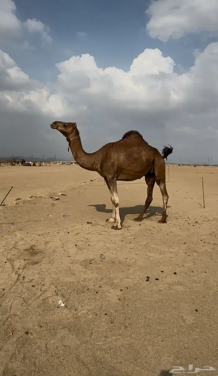 بكره ساحليه فرديه كفو 3