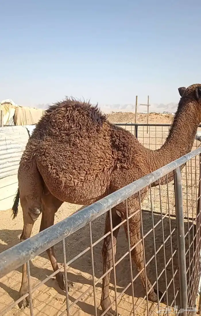 حاشي لباني طايش 0