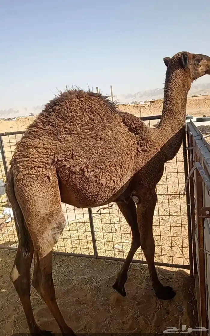 حاشي لباني طايش 2