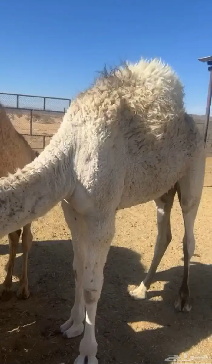 بكرة للبيع 1