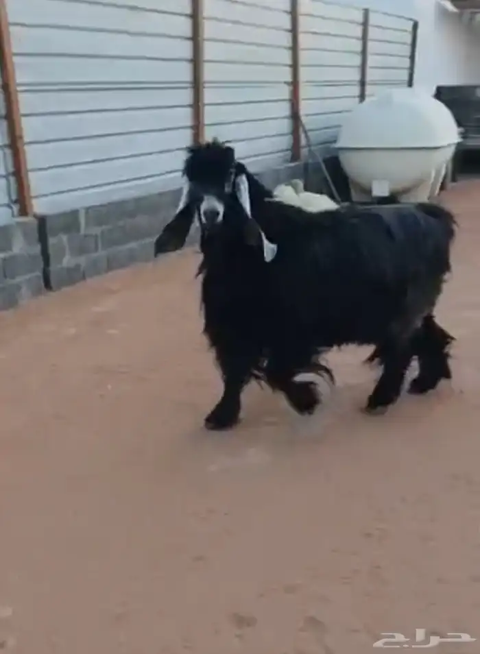 فحل عارضي صنف و جرم و معرف و انتاجه صنف 4