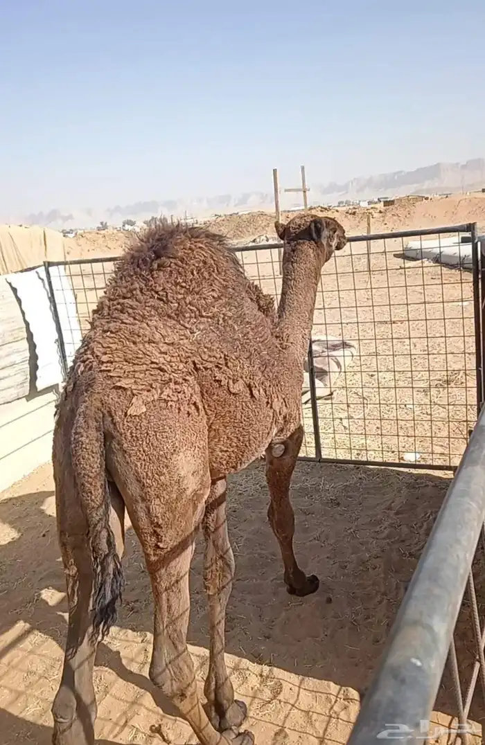 حاشي لباني طايش 4