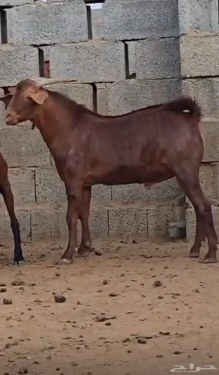 تيس ادهم فاخر 3