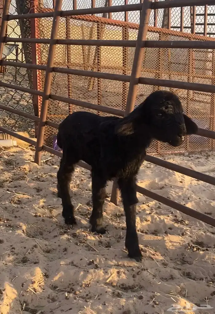 داغور للبيع 1