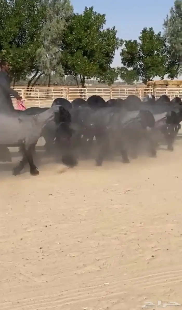 غنم عرب طيبه 5