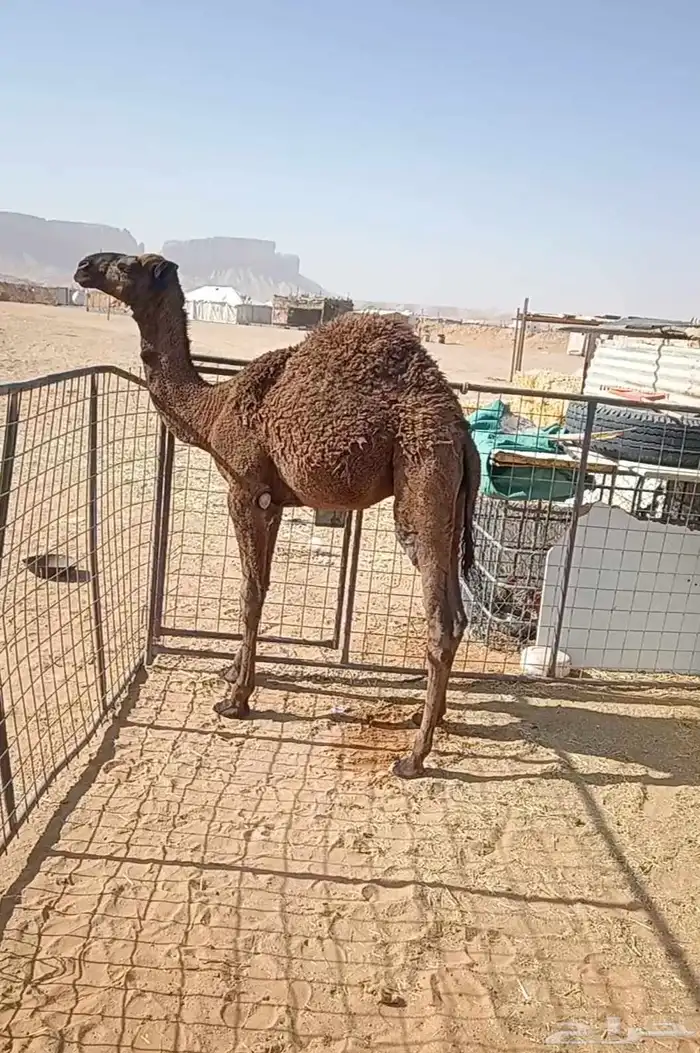 حاشي لباني طايش 3