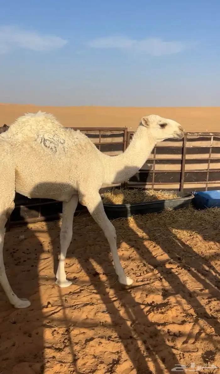 بكره صيفيه رمانيه امها طيبه وابوها طيب 1