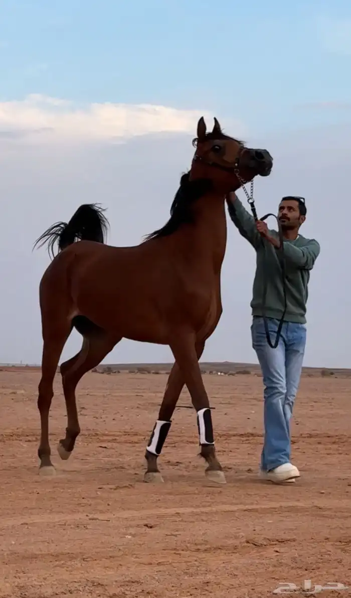 مهره ( واهو ) بطولات 1