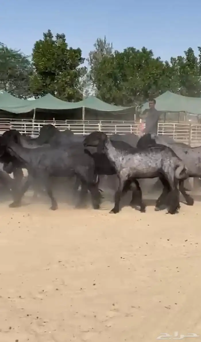 غنم عرب طيبه 3