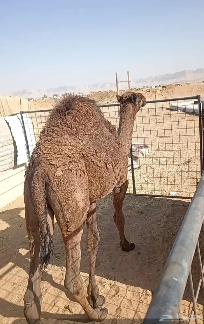 حاشي لباني طايش 1