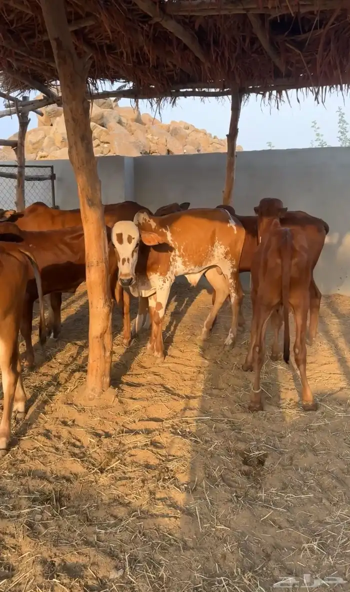 حسلان بلدي 9