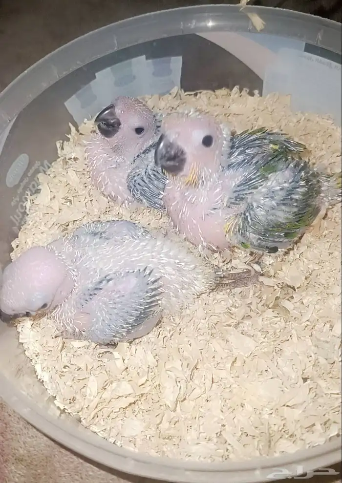 فروخ ( صن كنيور ) 2