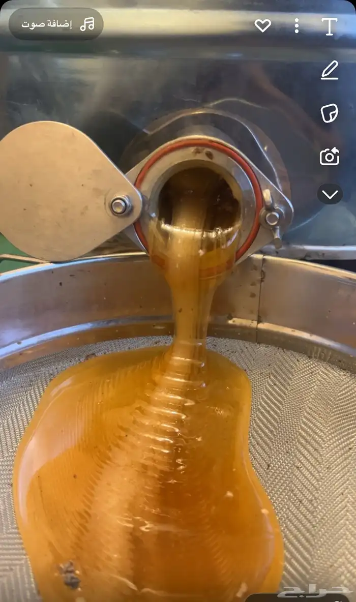 عسل سدر بلدي انتاج جديد 7   11   2025 1