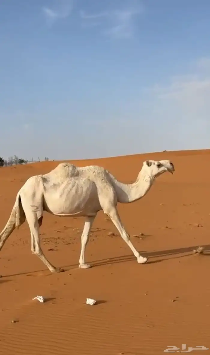 ضرايب للبيع 0