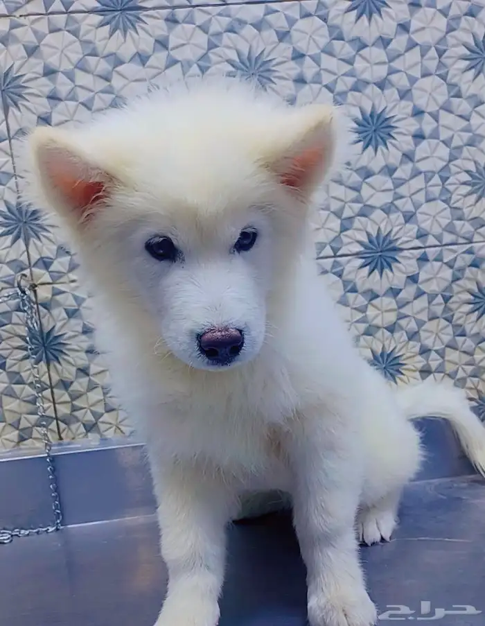 كلاب هاسكي مالموت بيور 6