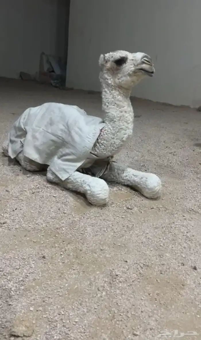 حوار ضيار كفو 1