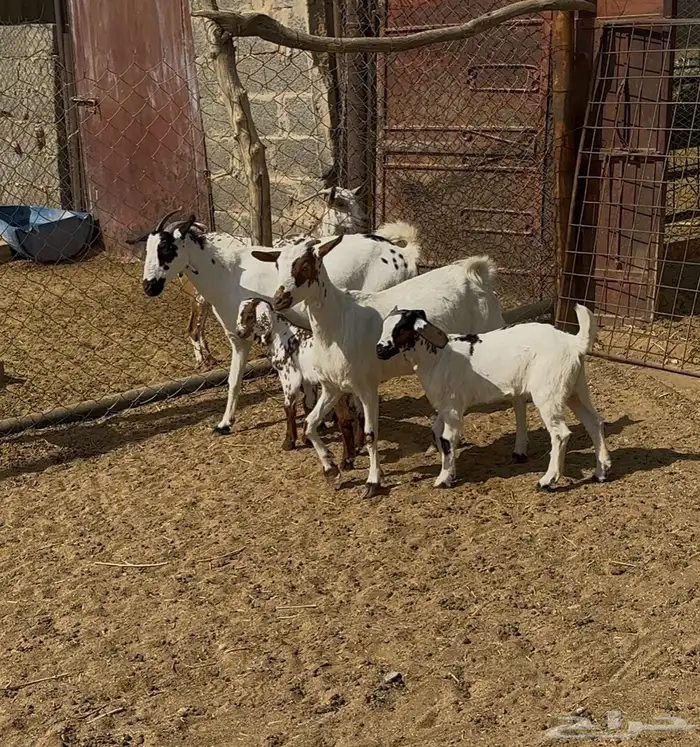 معزا بيشيات مقاني 1