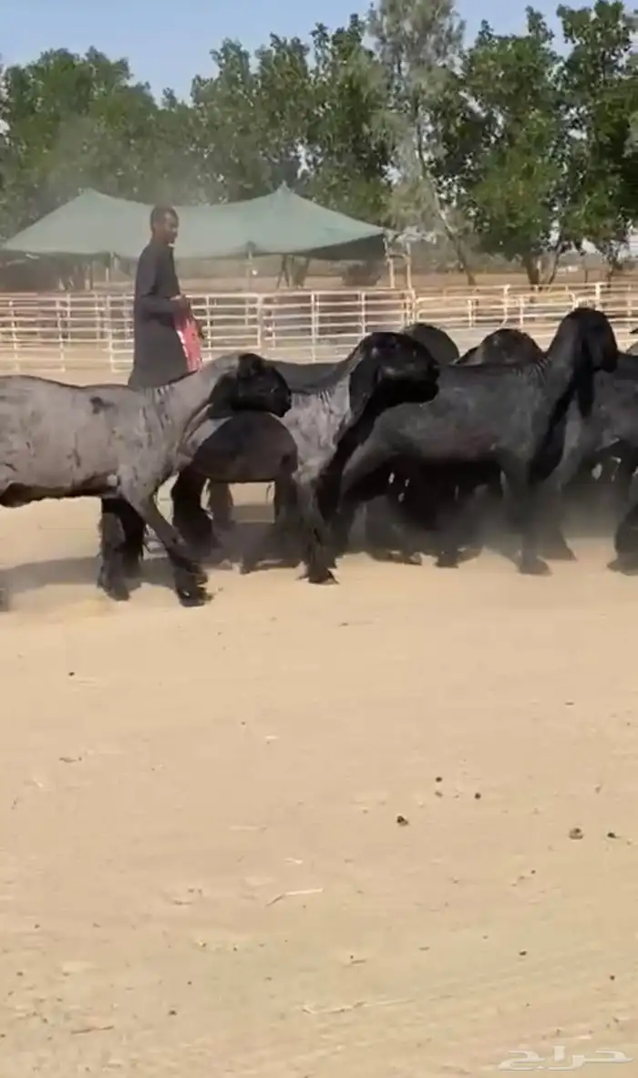 غنم عرب طيبه 2