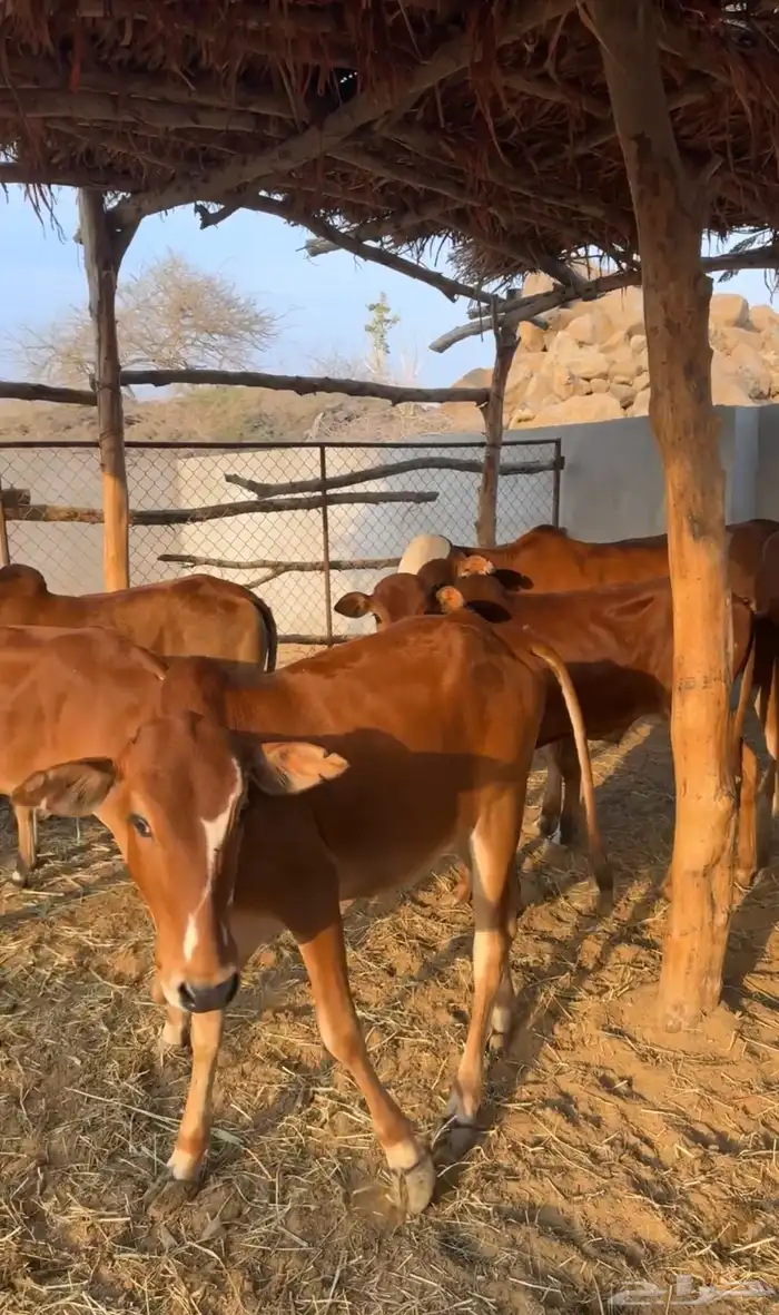 حسلان بلدي 8