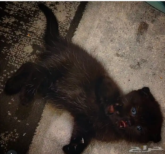 للبيع 5 قطط كيتن سكوتش فولد وراغدول العمر 43 يوم 6