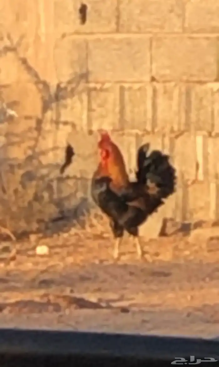 دجاج بلدي للبيع 3